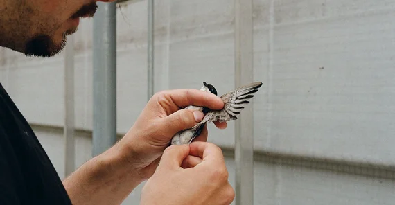 Blood sampling for the identification of blood parasites (e.g. avian malaria) from a house martin (Delichon urbicum)