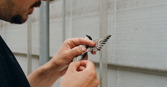 Blutentnahme zur Identifikation von Blutparasiten (z.B. aviäre Malaria) an einer Mehlschwalbe Blutentnahme zur Identifikation von Blutparasiten (z.B. aviäre Malaria) an einer Mehlschwalbe (Delichon urbicum)