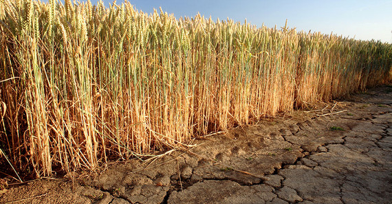 Brandenburg dürfte sich auf noch mehr Trockenheit einstellen müssen. Ein Feld mit sehr trockenem Boden. Das Foto ist von AdobeStock/vom.