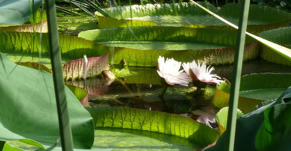 Riesenseerose Victoria cruziana (Foto: Botanischer Garten) große Seerosenblätter auf einem Teiuch, dazwischen eine rosafarbene Blüte