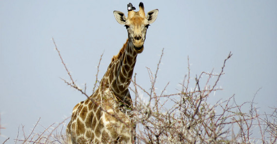 Giraffe with solar GPS transmitter on its head | Photo: Robert Hering Giraffe with solar GPS transmitter on its head | Photo: Robert Hering
