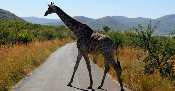 Foto: Arne Petersen Pilanesberg National Park. Foto: Arne Petersen