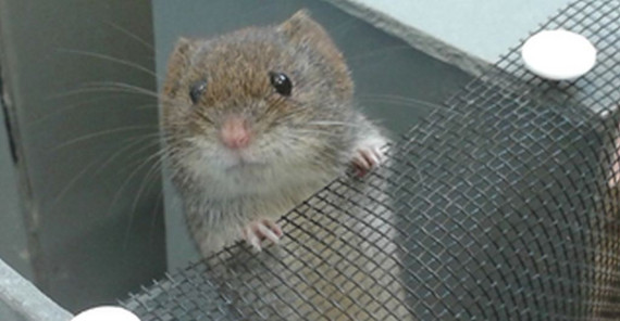 Rötelmaus lernt einen Ausweg (Foto V. Mazza) Rötelmaus lernt einen Ausweg (Foto V. Mazza)