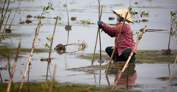 Wenn sie einmal groß sind, sollen diese jungen Mangrovenbäume hohe Wellen dämpfen. Wenn sie einmal groß sind, sollen diese jungen Mangrovenbäume hohe Wellen dämpfen.