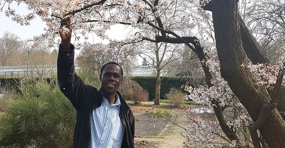 Botaniker und Kustos in Sansibar John Otieno Ndege im Botanischen Garten der Universität Potsdam. Foto: Carolin Krafzik Botaniker und Kustos in Sansibar John Otieno Ndege im Botanischen Garten der Universität Potsdam unter einem Kirschbaum.