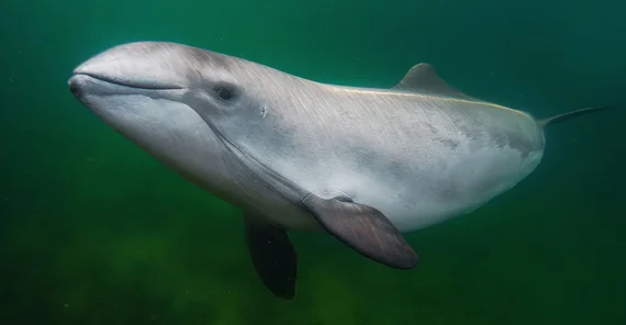 Ein Schweinswal unter Wasser im Profil.