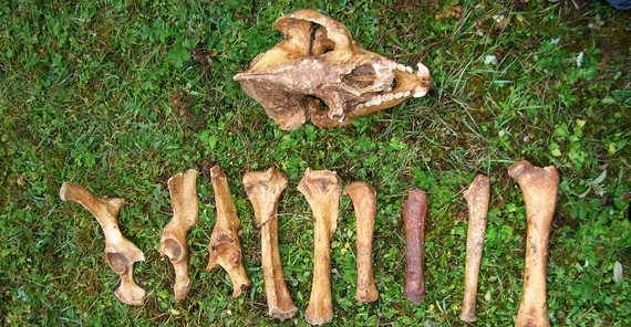 Skelettknochen des gefundenen Riesenpandas. Foto: Prof. Ji Xueping. Skelettknochen des gefundenen Riesenpandas. Foto: Prof. Ji Xueping.