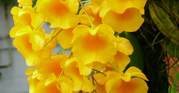 Foto: Orchideen (Botanischer Garten) Foto: Orchideen (Botanischer Garten)