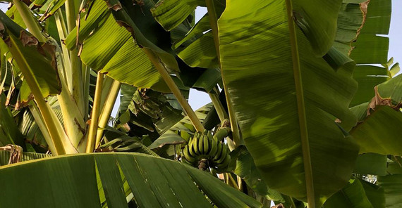Banana plant: A native banana plant with still unripe fruit Banana plant: A native banana plant with still unripe fruit