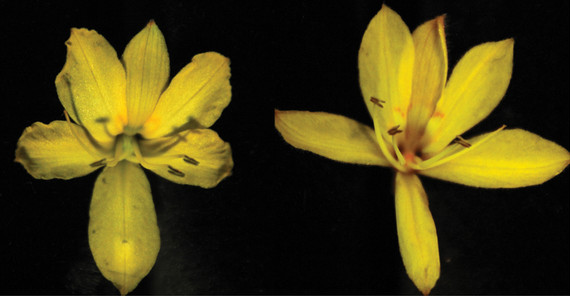 Left- and right-styled flowers of Wachendorfia paniculata. The blue arrows indicate the styles, the orange arrowheads the anthers. Two of the three anthers are bent to the other side than the style. | Credit: Michael Lenhard Left- and right-styled flowers of Wachendorfia paniculata. The blue arrows indicate the styles, the orange arrowheads the anthers. Two of the three anthers are bent to the other side than the style. | Credit: Michael Lenhard