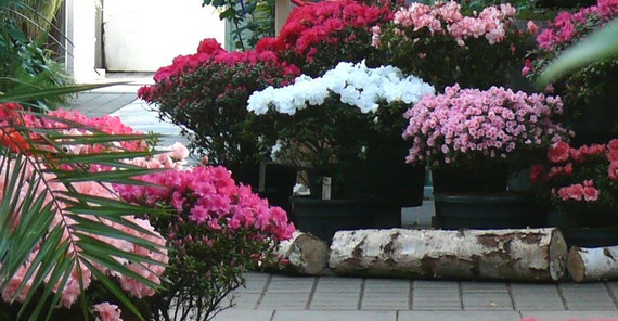 Azaleen in voller Blüte, Quelle: Botanischer Garten Universität Potsdam Azaleen in voller Blüte, Quelle: Botanischer Garten Universität Potsdam