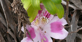 Foto: Anden-Kolibri, Bronzekugelkaktus, Inkalilie. Fotos: Michael Burkart