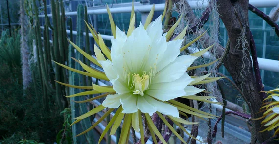Die offene Blüte der Königin der Nacht.