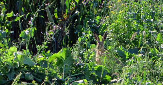 Hare. Photo: Wiebke Ullmann Hare. Photo: Wiebke Ullmann