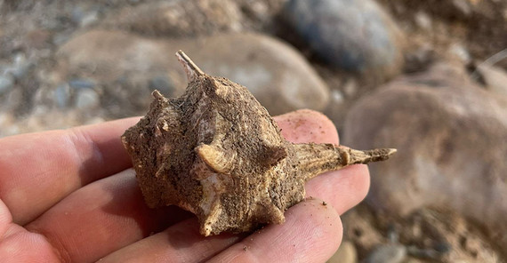 In einer Hand liegt ein fast 10 cm großes Schneckenhaus. Es besitzt diverse stumpf zulaufende Stacheln.