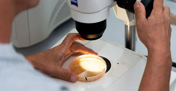 Stereomikroskop mit Dictykulturplatte | Foto: Tobias Hopfgarten