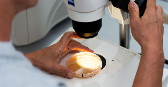 Stereomikroskop mit Dictykulturplatte | Foto: Tobias Hopfgarten Stereomikroskop mit Dictykulturplatte | Foto: Tobias Hopfgarten