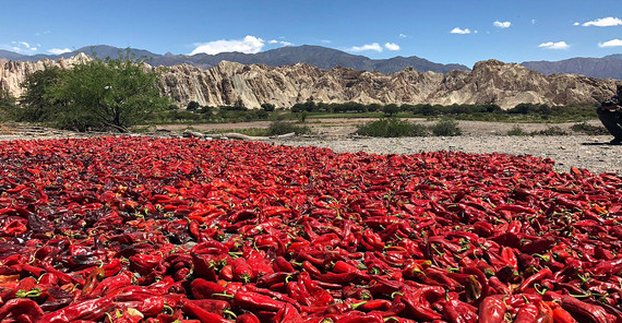 Getrocknete Paprikas. Foto: Manfred Strecker. Getrocknete Paprikas. Foto: Manfred Strecker.