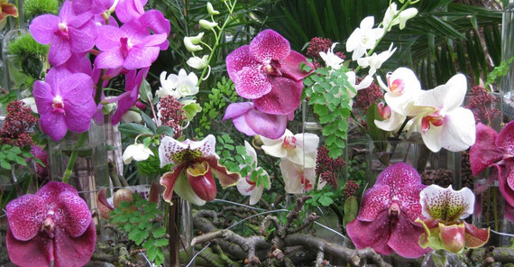 Orchideen Orchideen