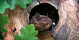 Fledermaus in einem Baumloch