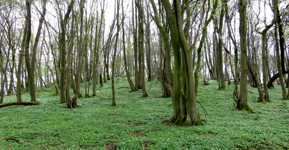 Wald | Foto: Dr. Thilo Heinken