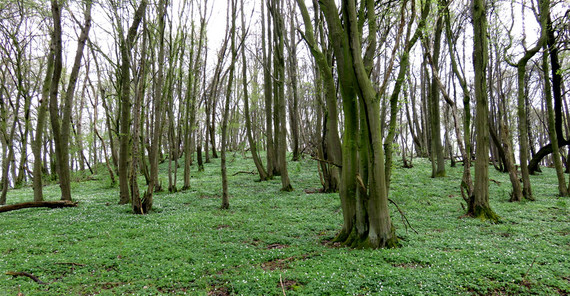 Wald | Foto: Dr. Thilo Heinken Wald | Foto: Dr. Thilo Heinken