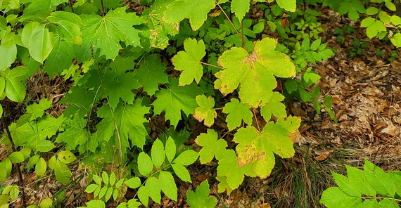 Abundant young stands of sycamore (Acer pseudoplatanus) – in this case alongside Norway maple (Acer platanoides)