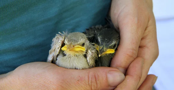 zwei junge Stare auf der Hand eines Menschen
