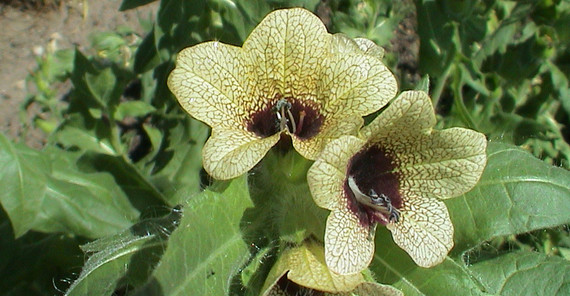 Schwarzes Bilsenkraut (Foto: Dr. Bernd Weber) Schwarzes Bilsenkraut Blüte