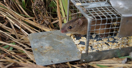 Brandmaus. | Foto: Julia Hoffmann.