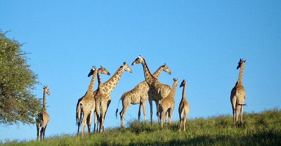 Giraffes in the african savannah | Photo: Niels Blaum Giraffes in the african savannah