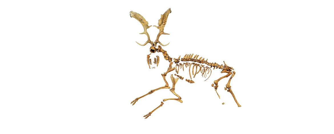 Skeleton of an interglacial, ~120,000 years old fallow deer (Dama (dama) geiselana) from Neumark Nord. - 
