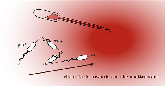 Schematic representation of a bacterium with two motility modes, push and wrap, swimming towards the source of an attractant. | Image: Dr. Robert Großmann Schematic representation of a bacterium with two motility modes, push and wrap, swimming towards the source of an attractant. | Image: Dr. Robert Großmann