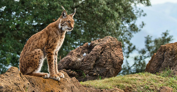 Iberischer Luchs Iberischer Luchs