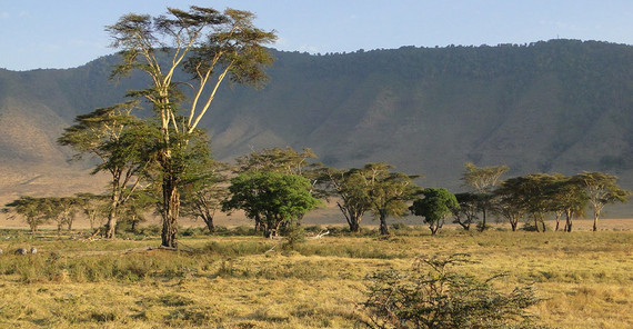 The Ngorongoro on the edge of the Serengeti in Tanzania is home to abundant wildlife. Climate change, however, leads to dramatic water scarcity, vegetation changes, loss of biodiversity and recurring diseases that threaten the fragile ecosystem. The Ngorongoro on the edge of the Serengeti in Tanzania is home to abundant wildlife. Climate change, however, leads to dramatic water scarcity, vegetation changes, loss of biodiversity and recurring diseases that threaten the fragile ecosystem. | Image Credit: Martin Trauth