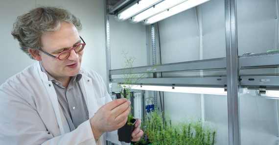 Markus Grebe looks at an eight-week-old Arabidopsis thaliana in the plant room. Photo: Thomas Roese. Markus Grebe looks at an eight-week-old Arabidopsis thaliana in the plant room. Photo: Thomas Roese.