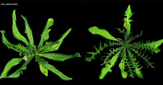 Foto: Adrien Sicard Foto: Adrien Sicard