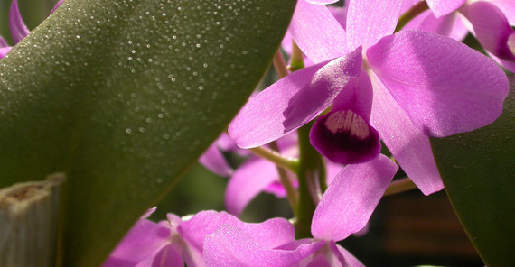 Orchidee Cattleya bowringiana. Foto: Botanischer Garten. Foto einer lila farbenden Orchidee. Foto: Botanischer Garten.