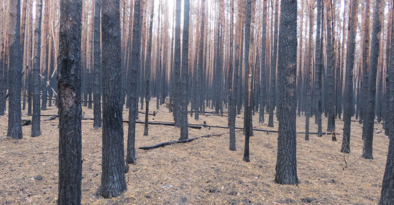 Areas of forest fires in 2018, … | Photo: Dr. Thilo Heinken Areas of forest fires in 2018, … | Photo: Dr. Thilo Heinken