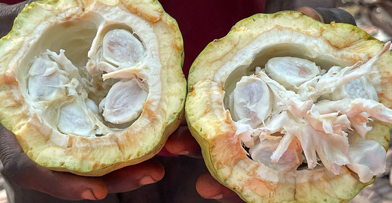 The inside of a freshly harvested cocoa fruit The inside of a freshly harvested cocoa fruit