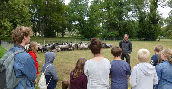 Wiederkäuer für die Wissenschaft | Foto: J. Potratz Das Bild zeigt Jakob Schulz, der an der Universität Potsdam Ökologie und Naturschutz studierte und über die Auswirkungen der weidenden Schafe auf die Vegetation seine Masterarbeit geschrieben hat. Das Bild ist von J. Potratz. Beim Anklicken öffnet sich das Foto in neuem Fenster.