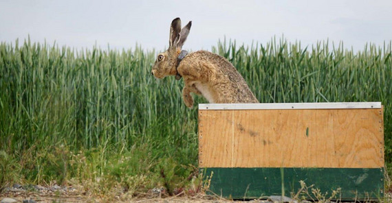 Brown hare with transmitter | Photo: Carolin Scholz Brown hare with transmitter | Photo: Carolin Scholz