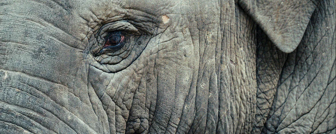 An elephant's eye in close-up. - 