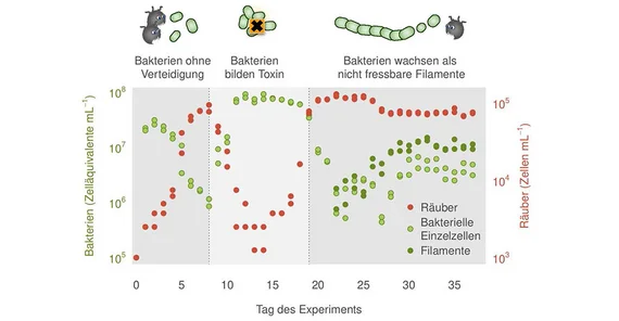 „Die drei Phasen der außergewöhnlichen Dynamik: (1) Fraß der ungeschützten Bakterien durch Räuber, (2) Toxinbildung als kooperative Verteidigung und Erholung der Bakterienpopulation und (3) Filamentbildung als individuelle Verteidigung durch Evolution und Stabilisierung der Dichten.“