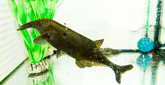 Mormyrids in an experimental aquarium. Picture: Karla Fritze