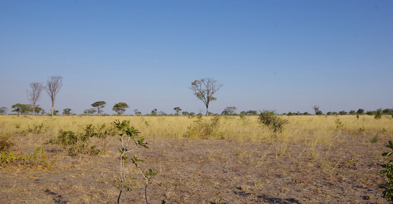Savannenvegetation im südlichen Afrika Savannenvegetation im südlichen Afrika