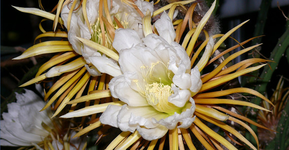 Königin der Nacht. Foto: Michael Burkart Königin der Nacht. Foto: Michael Burkart