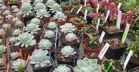 Pflanzenbasar_Kerstin Kläring verschiedene Pflanzen