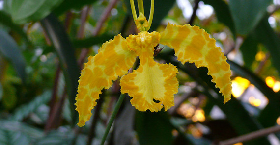 Orchideen Psychopsis papilio. | Foto: Botanischer Garten Orchideen Psychopsis papilio. | Foto: Botanischer Garten
