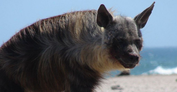 Schabrackenhyäne (Foto: Ingrid Wiesel) Hyänen